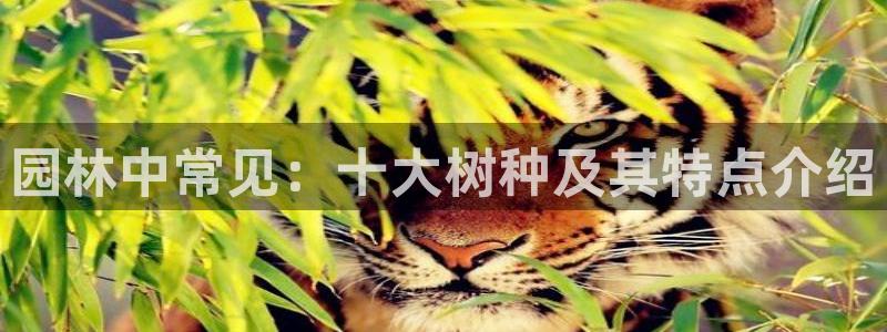 新宝gg返点:园林中常见:十大树种及其特点介绍